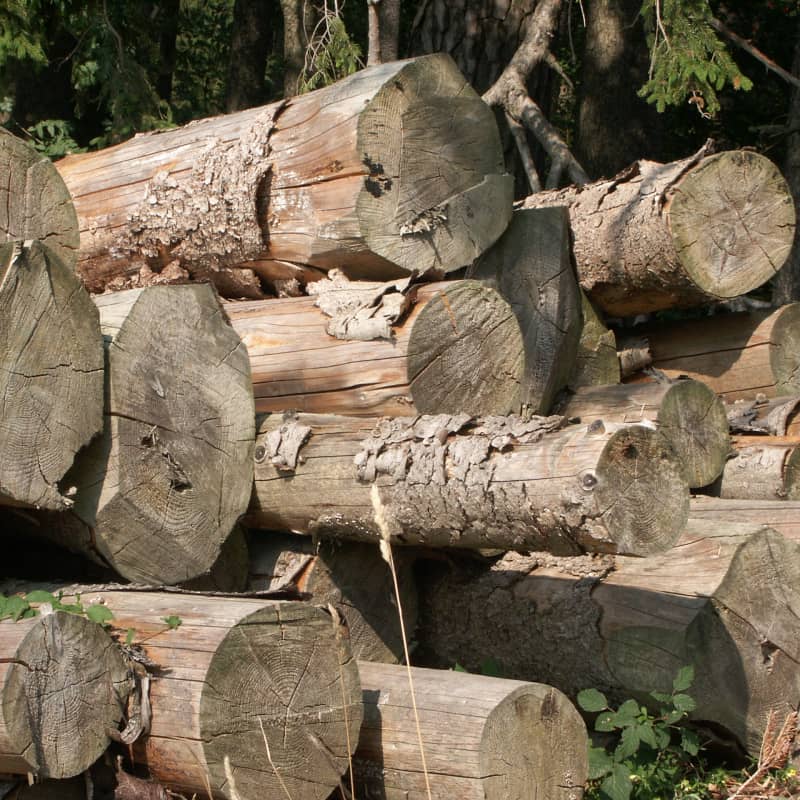 Holzstapel | Wald bei Augsburg