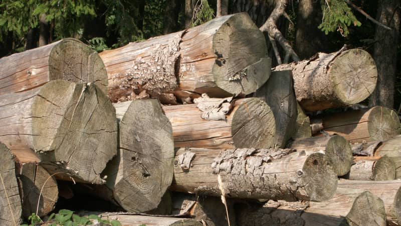 Holzstapel | Wald bei Augsburg